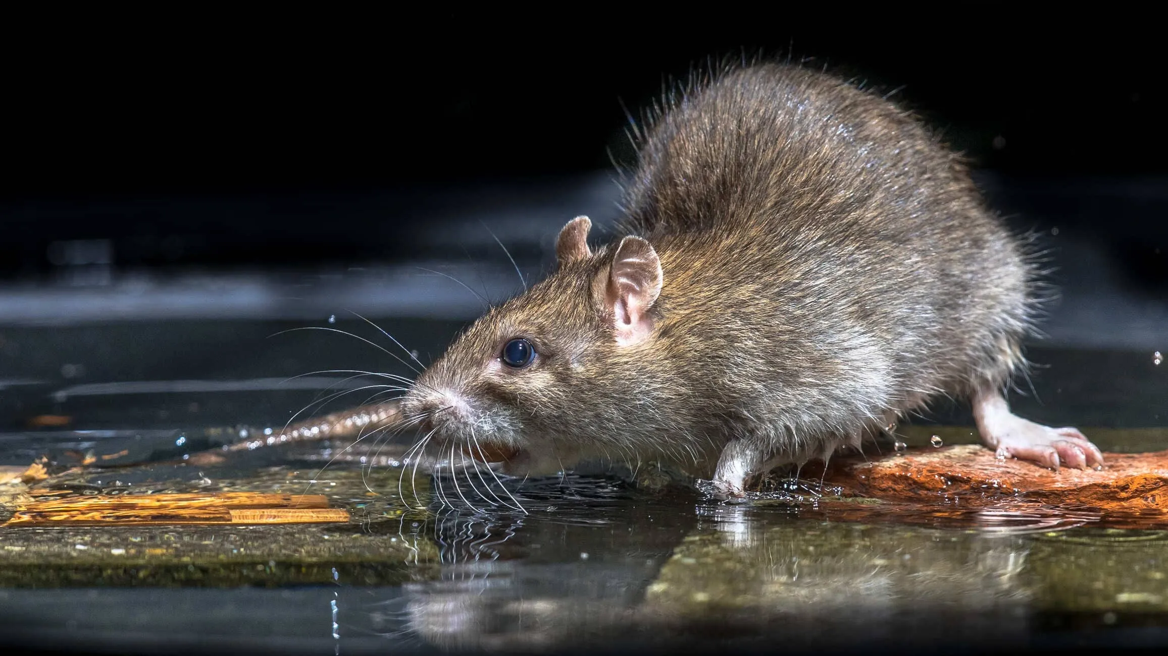 Brown rat at the water edge at night — Hydrex Pest Control San Diego rodent control service
